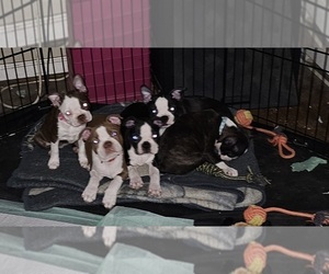 Boston Terrier Dog Breeder near FARMVILLE, VA, USA