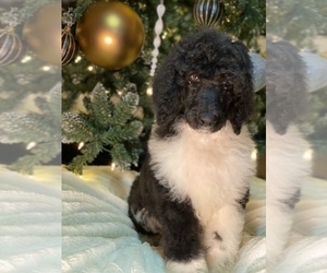 Main photo of Bernedoodle Dog Breeder near DALLAS, TX, USA