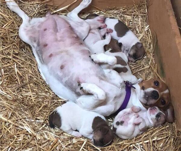 Medium Photo #2  Breeder Profile in KINGSVILLE, MO, USA