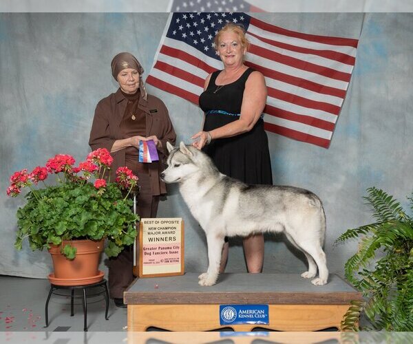 Medium Photo #1  Breeder Profile in DOSWELL, VA, USA