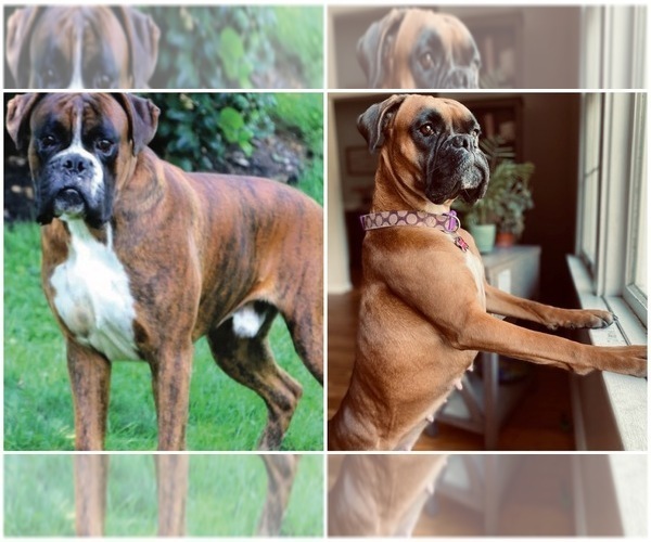 Medium Photo #1  Breeder Profile in BLACKWOOD, NJ, USA