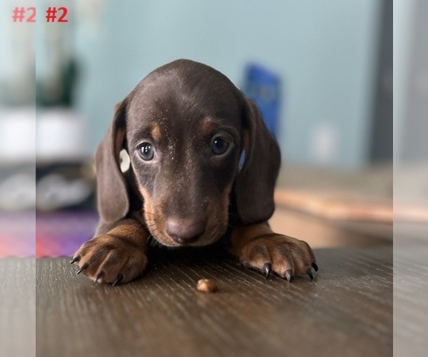 Medium Photo #1  Breeder Profile in NEW PORT RICHEY, FL, USA