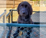 Small Photo #14  Breeder Profile in CANYONVILLE, OR, USA