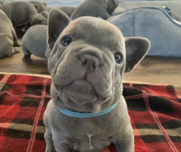 Medium Photo #1  Breeder Profile in SANTA ROSA, CA, USA