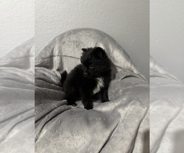 Medium Photo #5  Breeder Profile in FARMERSVILLE, TX, USA