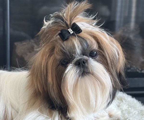 Medium Photo #5  Breeder Profile in MERRITT ISLAND, FL, USA