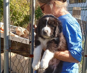 Great Pyrenees-Karakachan Mix Dog Breeder near WELLSVILLE, OH, USA