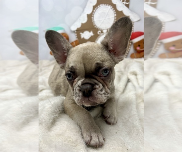 Medium Photo #11  Breeder Profile in PENN VALLEY, CA, USA