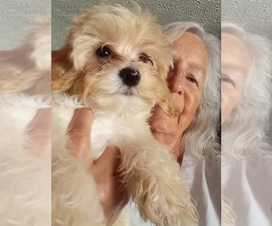 Yorkipoo Dog Breeder near BOWLING GREEN, KY, USA