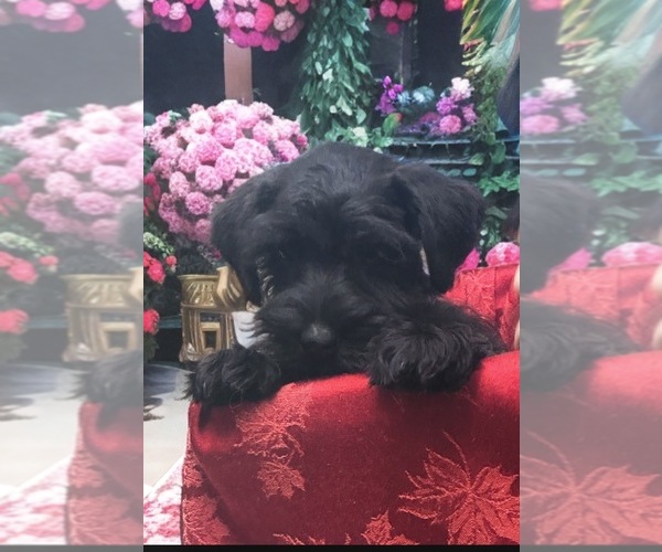Medium Photo #3  Breeder Profile in PORT ORANGE, FL, USA