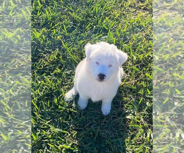 Medium Photo #11  Breeder Profile in CLERMONT, FL, USA