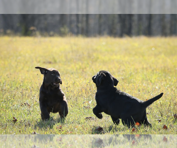 Medium Photo #12  Breeder Profile in COLUMBIA CROSS ROADS, PA, USA