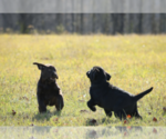 Small #11 Breeder Profile image