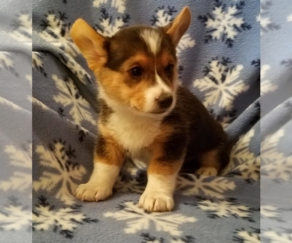 Medium Photo #1  Breeder Profile in BAUMSTOWN, PA, USA