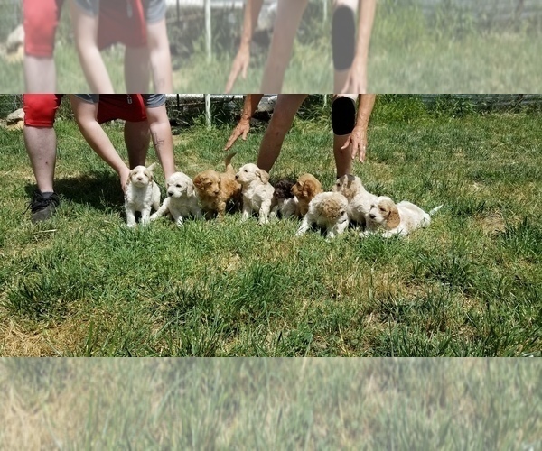 Medium Photo #3  Breeder Profile in ROY, WA, USA