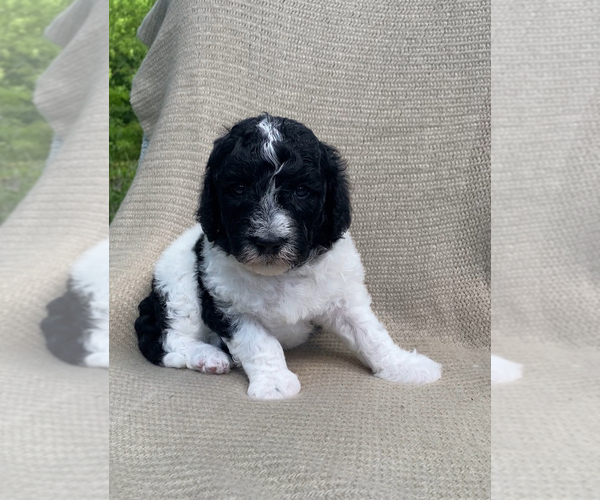 Medium Photo #8  Breeder Profile in COLUMBIA, TN, USA