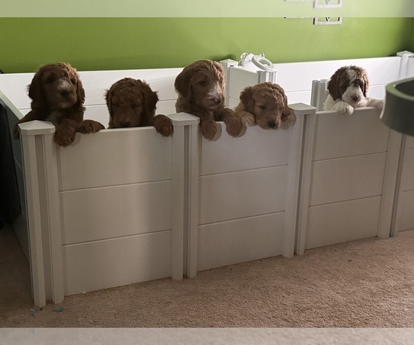 Medium Photo #2  Breeder Profile in LEXINGTON, SC, USA
