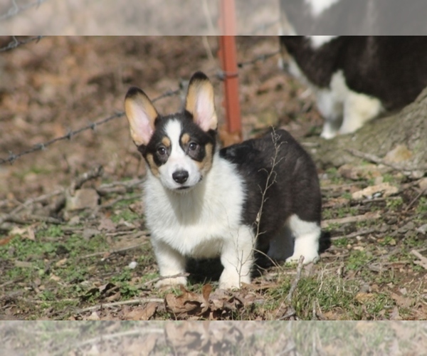 Medium Photo #1  Breeder Profile in GRAVETTE, AR, USA