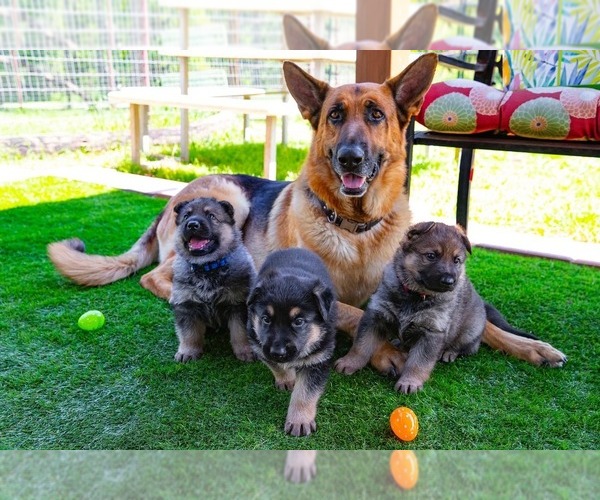 Medium Photo #1  Breeder Profile in JOSHUA, TX, USA