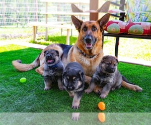 German Shepherd Dog Dog Breeder near JOSHUA, TX, USA