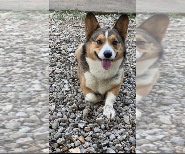 Medium Photo #54  Breeder Profile in MIDLOTHIAN, TX, USA