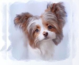Mi-Ki Dog Breeder in MIDDLEBURG,  USA
