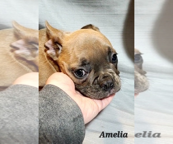 Medium Photo #9  Breeder Profile in ROCKY MOUNT, NC, USA