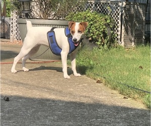 Jack Russell Terrier Dog Breeder near MABLETON, GA, USA