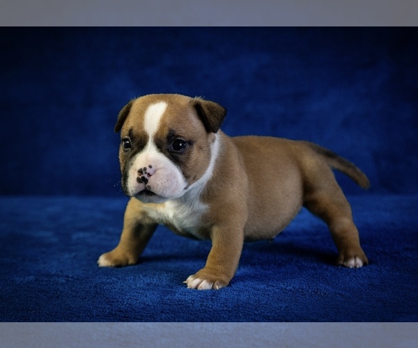 Medium Photo #15  Breeder Profile in ATLANTA, GA, USA