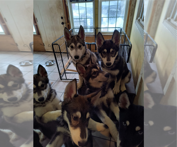 Medium Photo #21  Breeder Profile in MIDDLETOWN, OH, USA