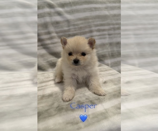 Medium Photo #3  Breeder Profile in TULSA, OK, USA