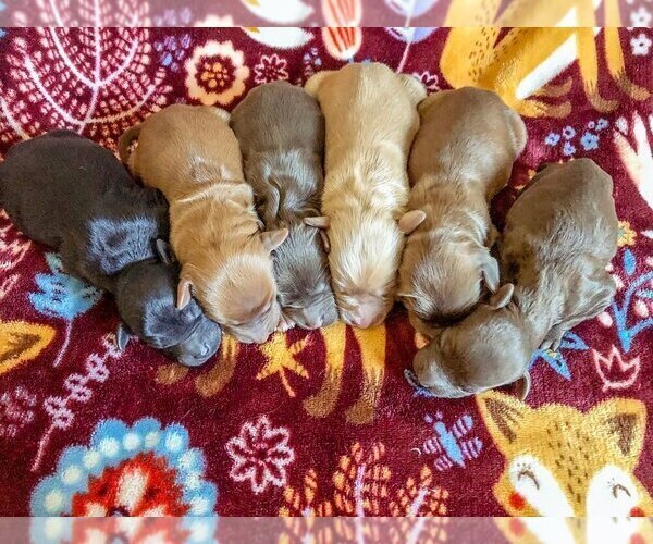 Medium Photo #2  Breeder Profile in DOSS, MO, USA