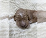 Small #4 Breeder Profile image