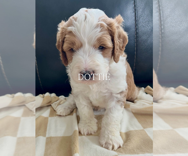 Medium Photo #8  Breeder Profile in GRAND JCT, CO, USA
