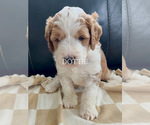Small #7 Breeder Profile image
