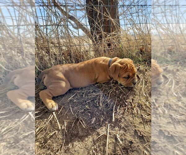 Medium Photo #14  Breeder Profile in FORSYTH, MT, USA