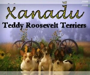 Teddy Roosevelt Terrier Dog Breeder near MURRAY, KY, USA