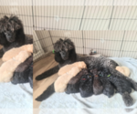 Small breeder photo