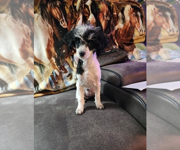 Medium Photo #70  Breeder Profile in NEENAH, WI, USA