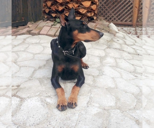 Medium Photo #1  Breeder Profile in Windsor, CA, USA