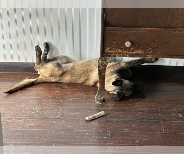 Medium Photo #21  Breeder Profile in WILLIAMS, CA, USA