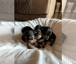Small #4 Breeder Profile image