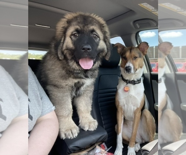 Medium Photo #46  Breeder Profile in TWINING, MI, USA