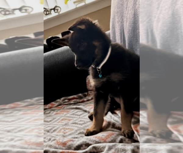 Medium Photo #5  Breeder Profile in MIDDLETOWN, CT, USA