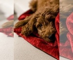 Small #16 Breeder Profile image