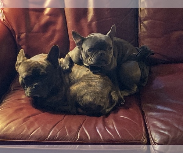Medium Photo #1  Breeder Profile in DOSWELL, VA, USA