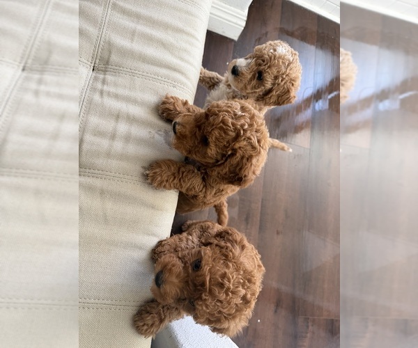 Medium Photo #12  Breeder Profile in THOUSAND OAKS, CA, USA