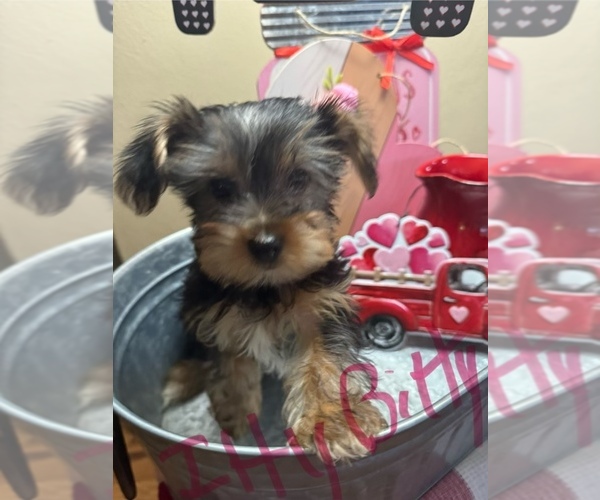 Medium Photo #1  Breeder Profile in BARTONVILLE, IL, USA