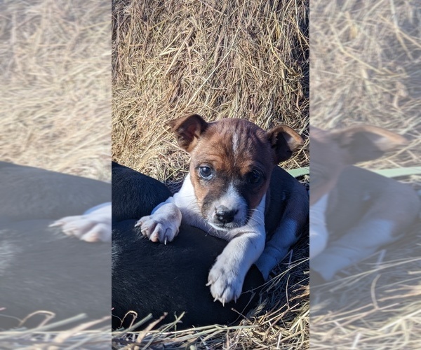 Medium Photo #16  Breeder Profile in DORA, MO, USA