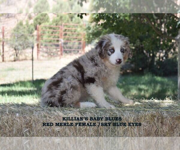 Medium Photo #13  Breeder Profile in CHANDLER, AZ, USA